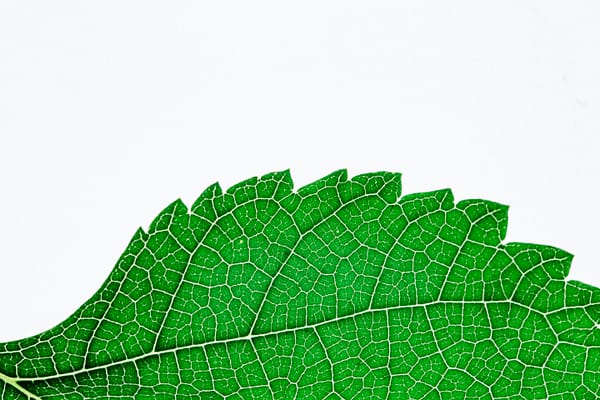 pexels-photo-2563455-2563455 Green Serrated Edge Plant Leaf