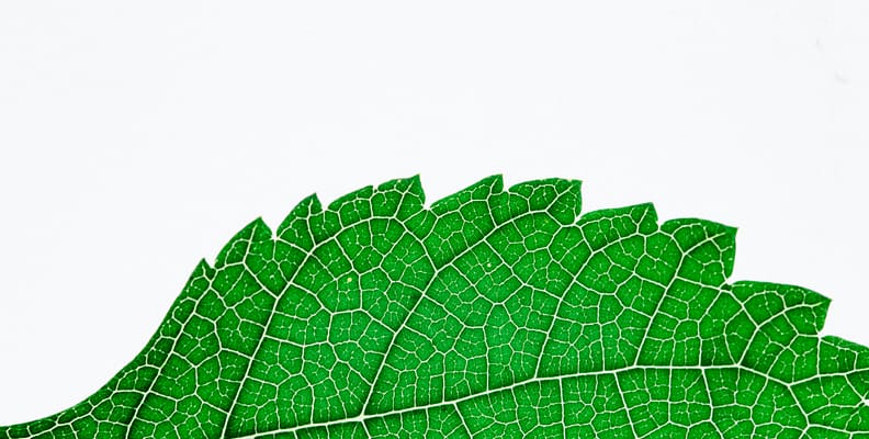 pexels-photo-2563455-2563455 Green Serrated Edge Plant Leaf
